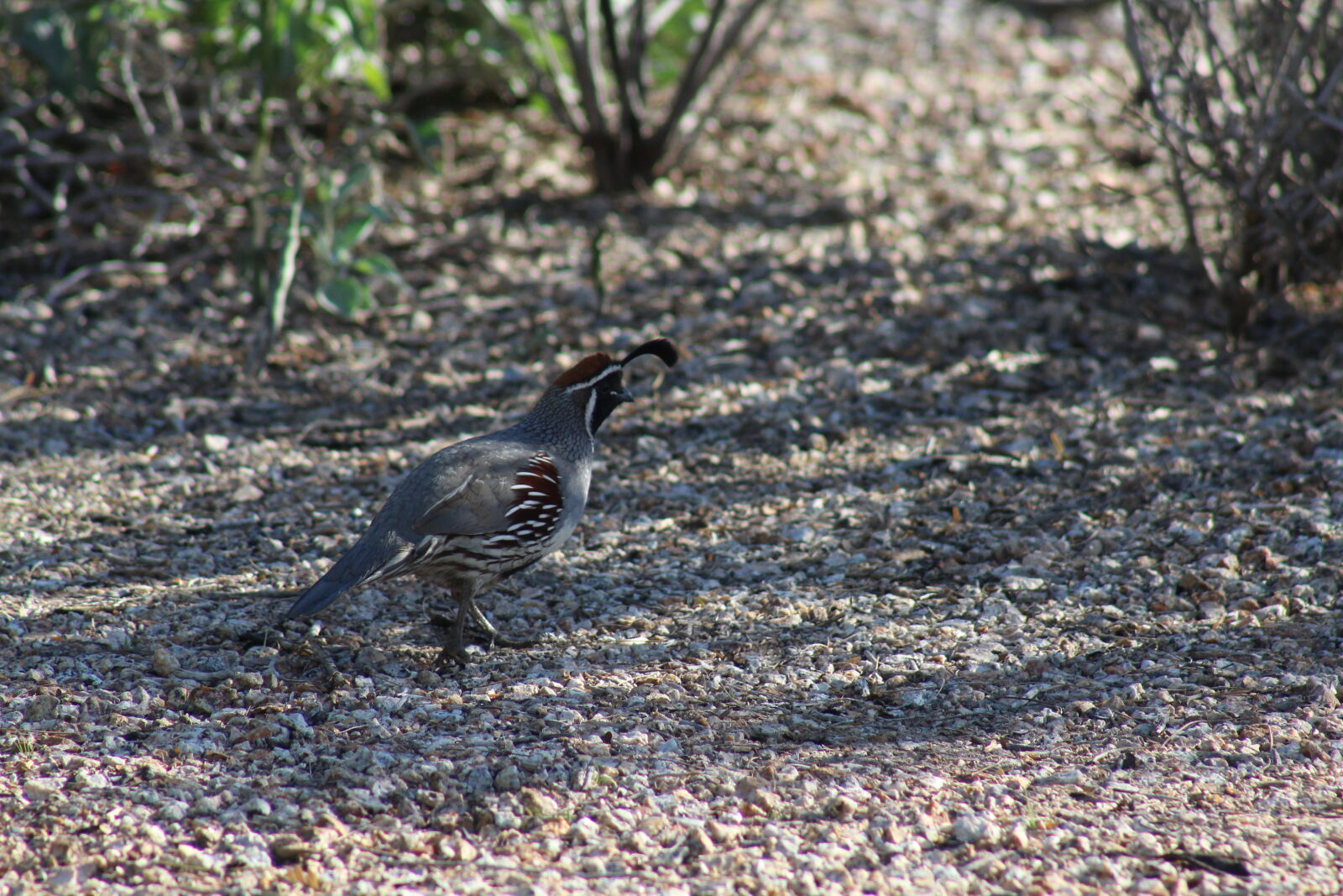 Canon EF 75-300mm f/4-5.6 sample photo. Animal, bird, nature, quail photography