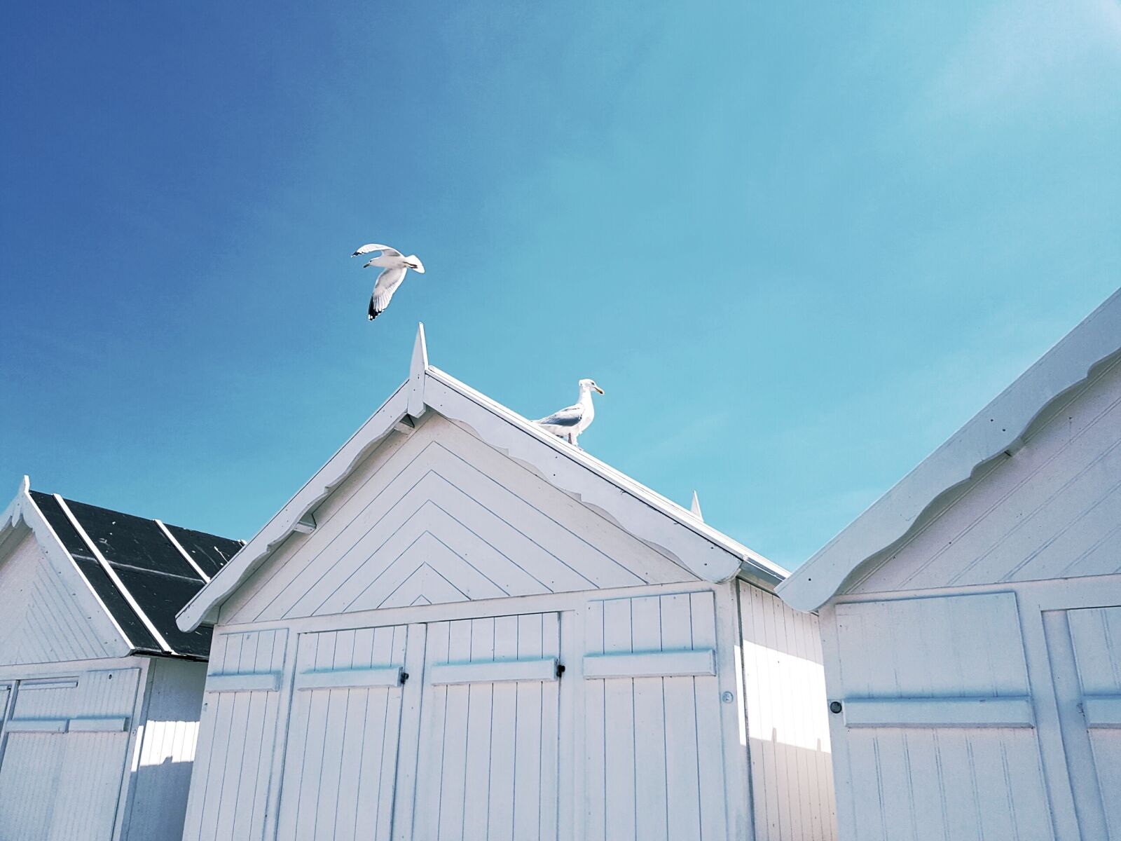 Samsung Galaxy S7 sample photo. Gulls, birds, roof photography