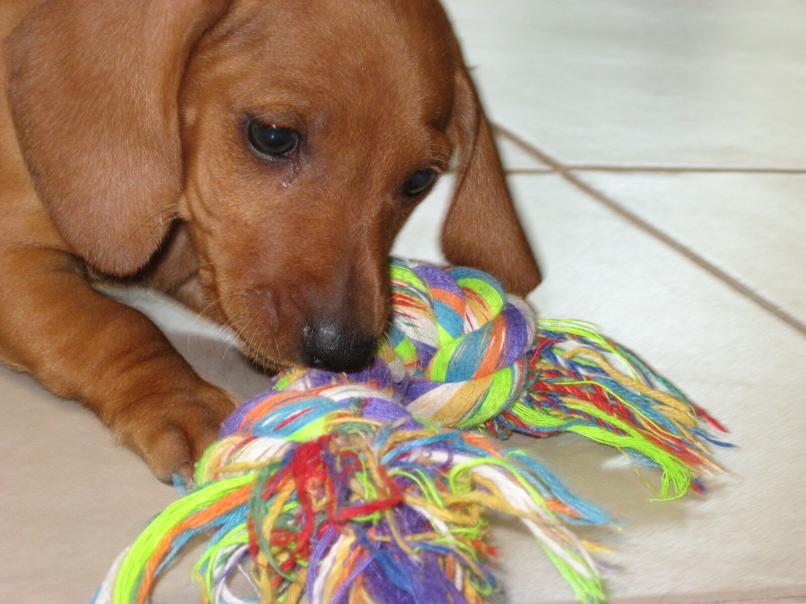 Canon POWERSHOT A550 sample photo. Puppy, sausage, dog photography