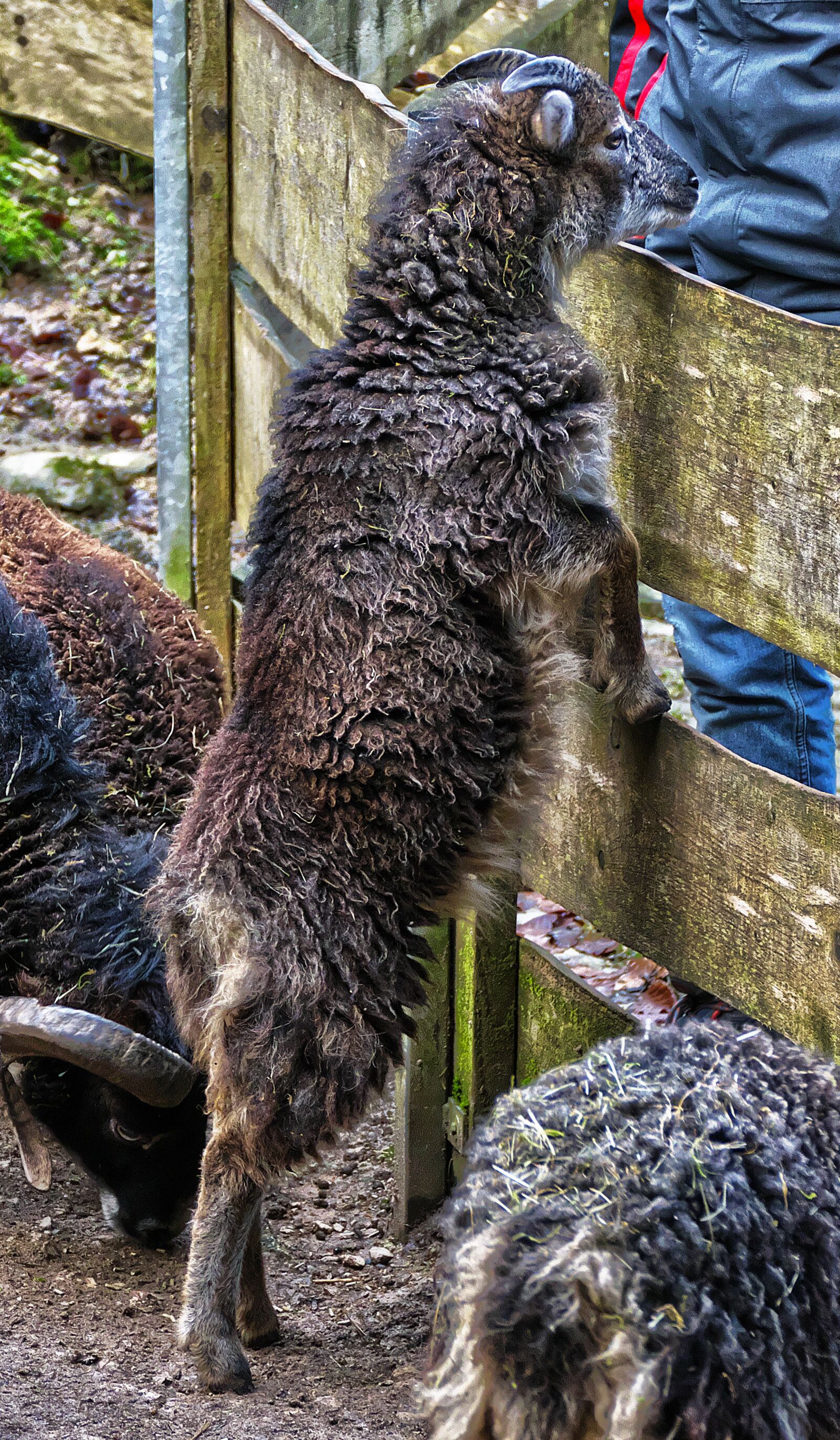 Panasonic Lumix DMC-FZ1000 sample photo. Goat, upright, begging photography