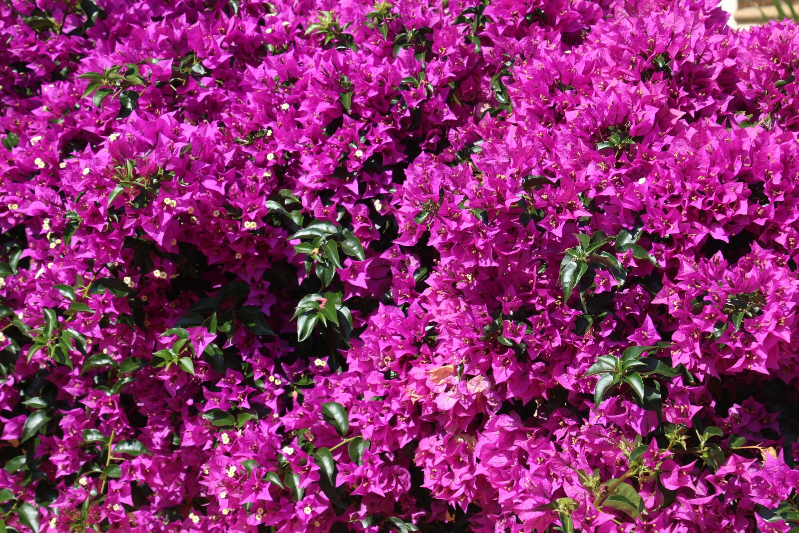 Canon EOS 650D (EOS Rebel T4i / EOS Kiss X6i) sample photo. Bougainville, purple, bougainvillea photography