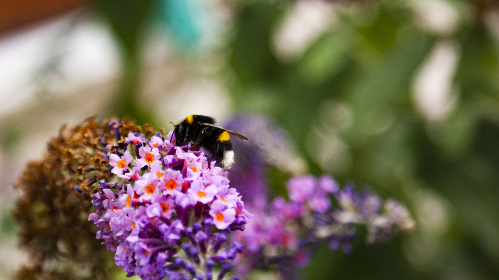 Sony Alpha DSLR-A350 + Sony DT 18-70mm F3.5-5.6 sample photo. Bumblebee, flower photography