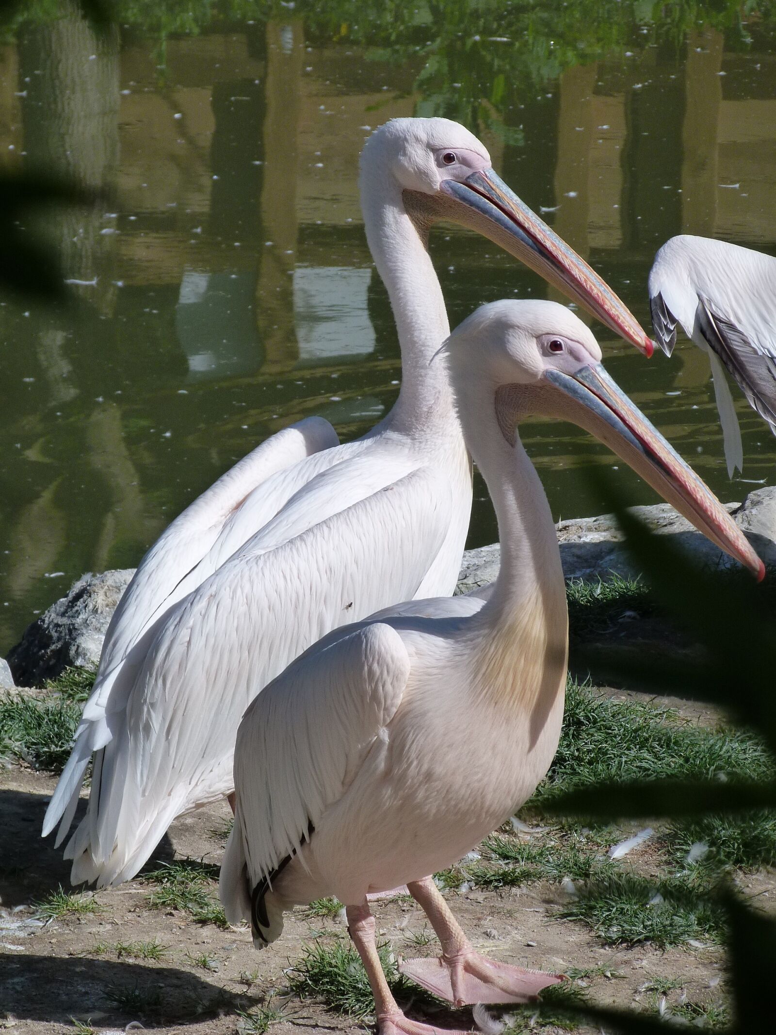 Panasonic Lumix DMC-FZ40 (Lumix DMC-FZ45) sample photo. Bird, nature, fauna photography