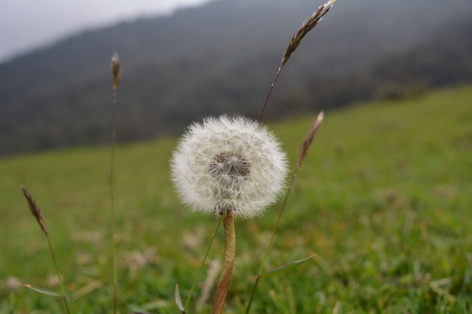 Nikon D5200 sample photo. Dandelion, nature, wild flower photography