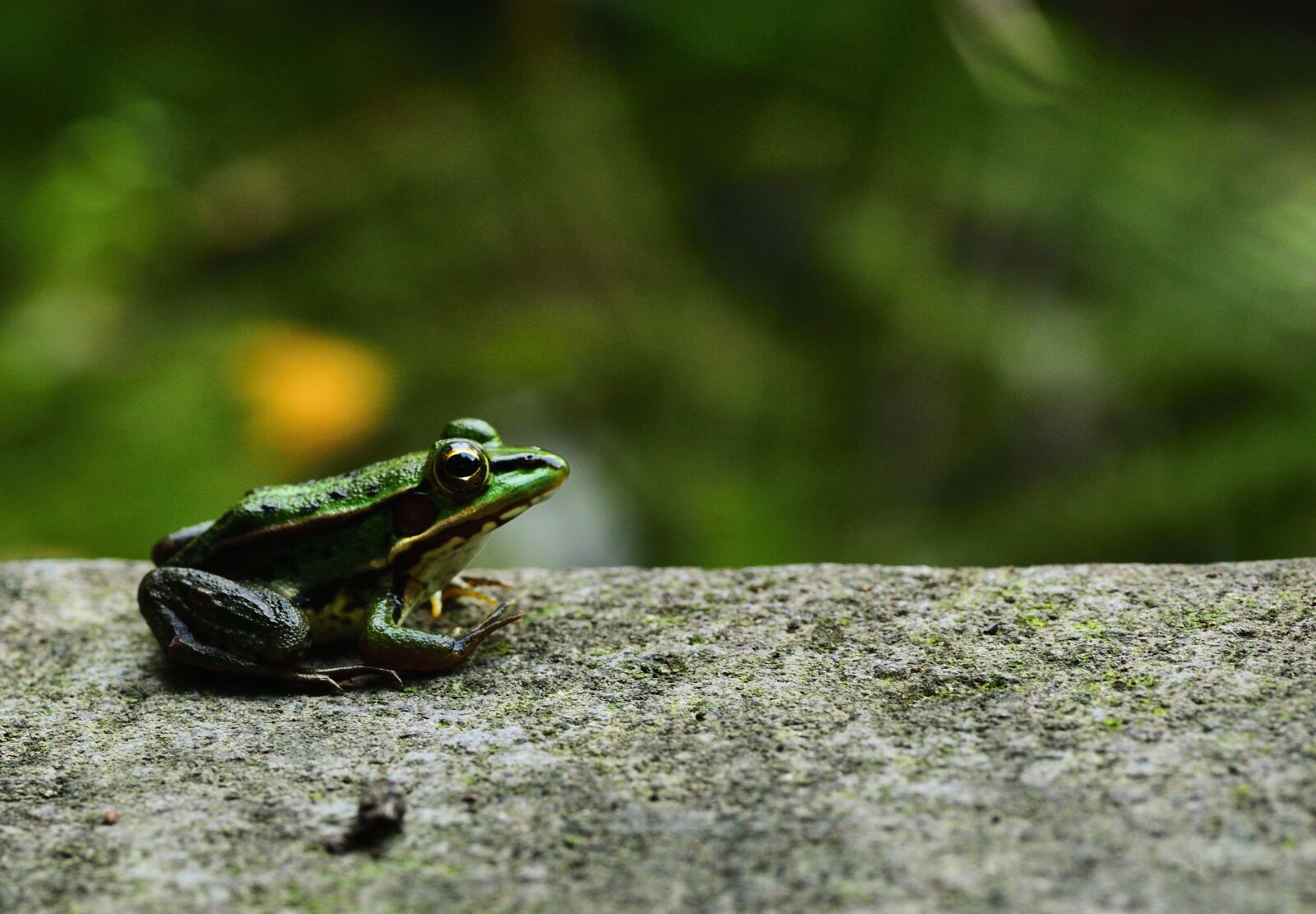 Nikon D750 sample photo. Frog, gold wire frog photography