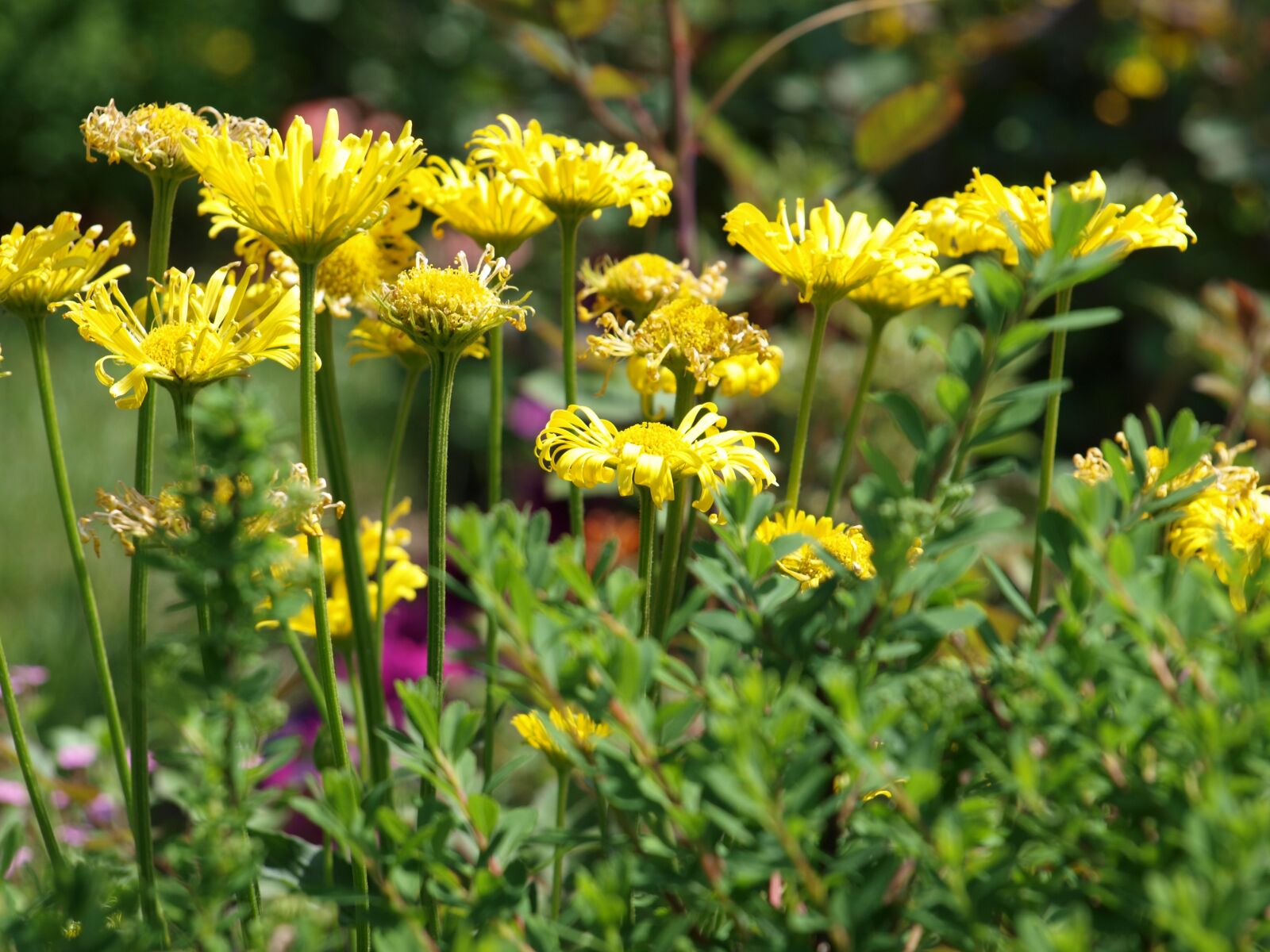 Olympus E-520 (EVOLT E-520) sample photo. Flowers, yellow flowers, garden photography
