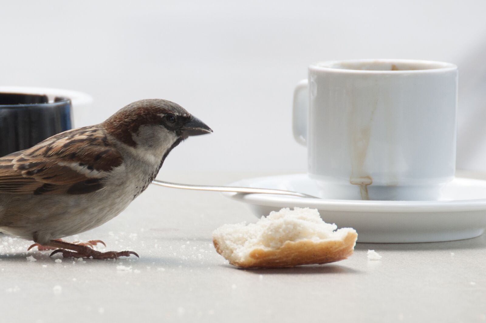 Nikon D90 sample photo. Bird, animal, feathers photography