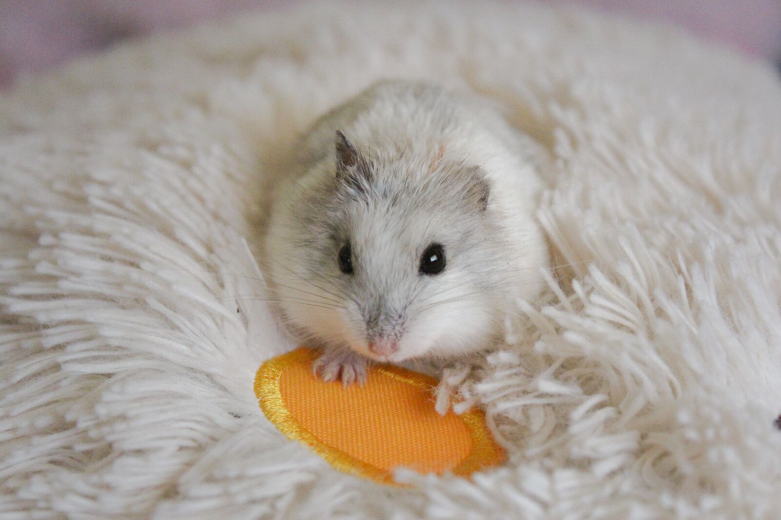 Canon EOS 600D (Rebel EOS T3i / EOS Kiss X5) sample photo. Hamster, mouse, animals photography