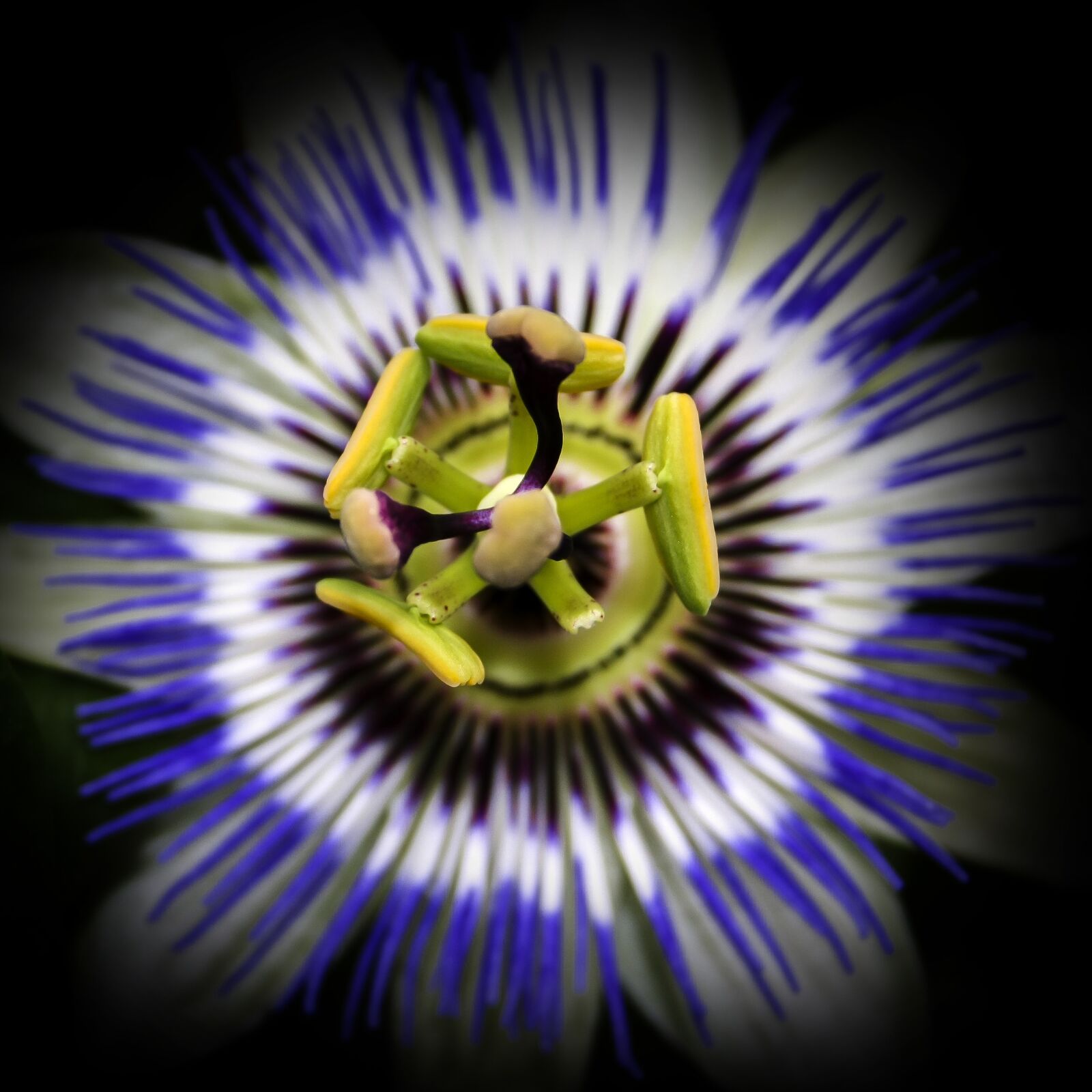 Canon EF-S 18-55mm F3.5-5.6 II sample photo. Passiflora, blossom, bloom photography