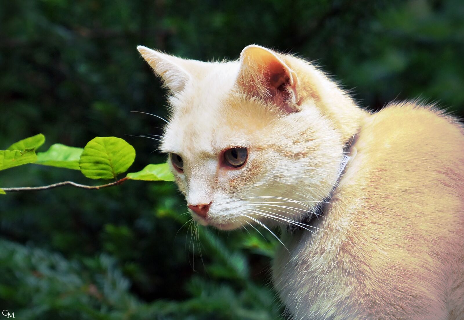Sony DT 18-135mm F3.5-5.6 SAM sample photo. Cat, furry, red tomcat photography