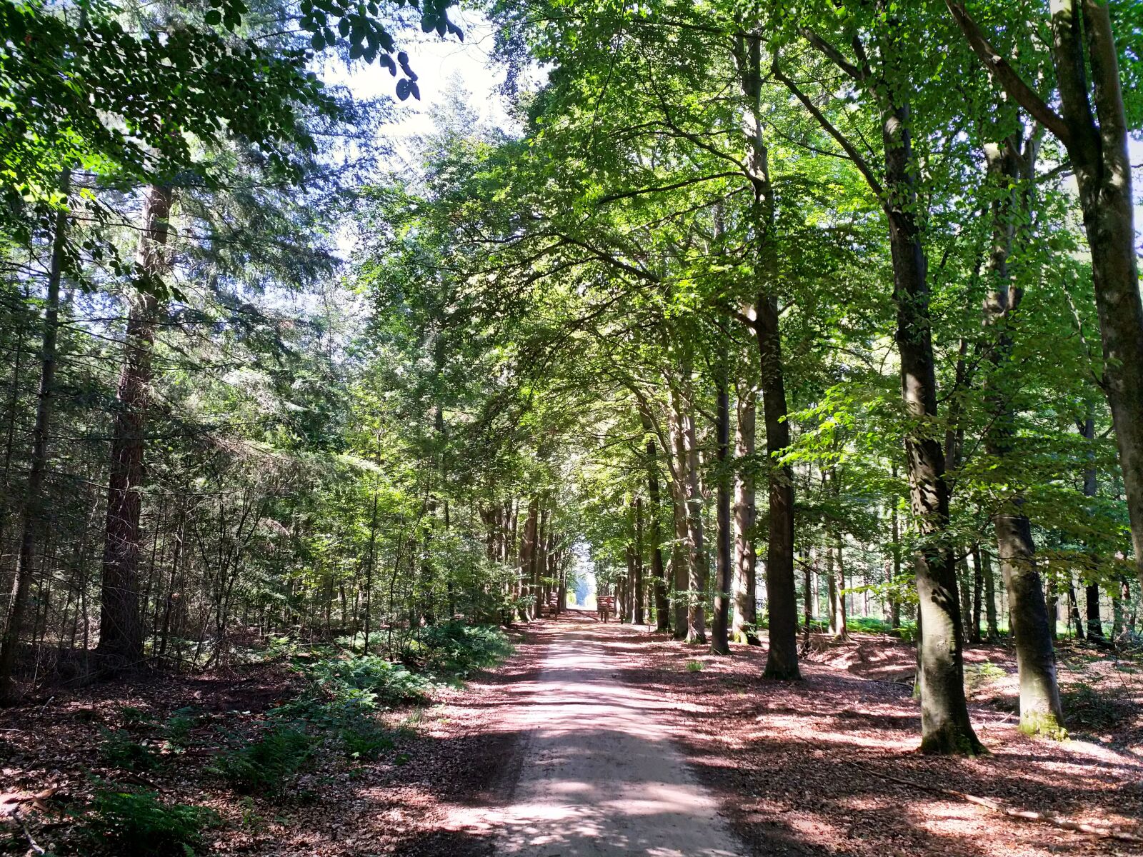 HMD Global Nokia 8 sample photo. Forest, trees, nature photography