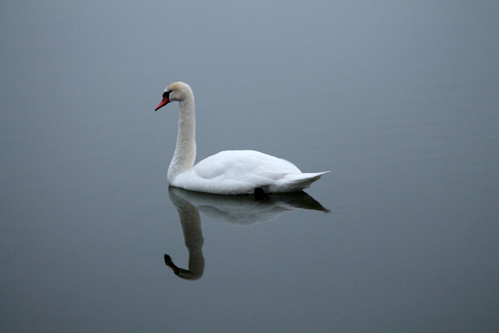Canon EOS 1100D (EOS Rebel T3 / EOS Kiss X50) + EF75-300mm f/4-5.6 sample photo. Swan, lake, reflection photography