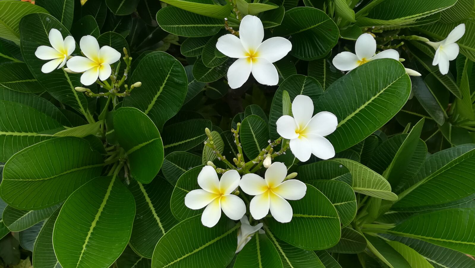 HUAWEI honor 6x sample photo. Flower photography