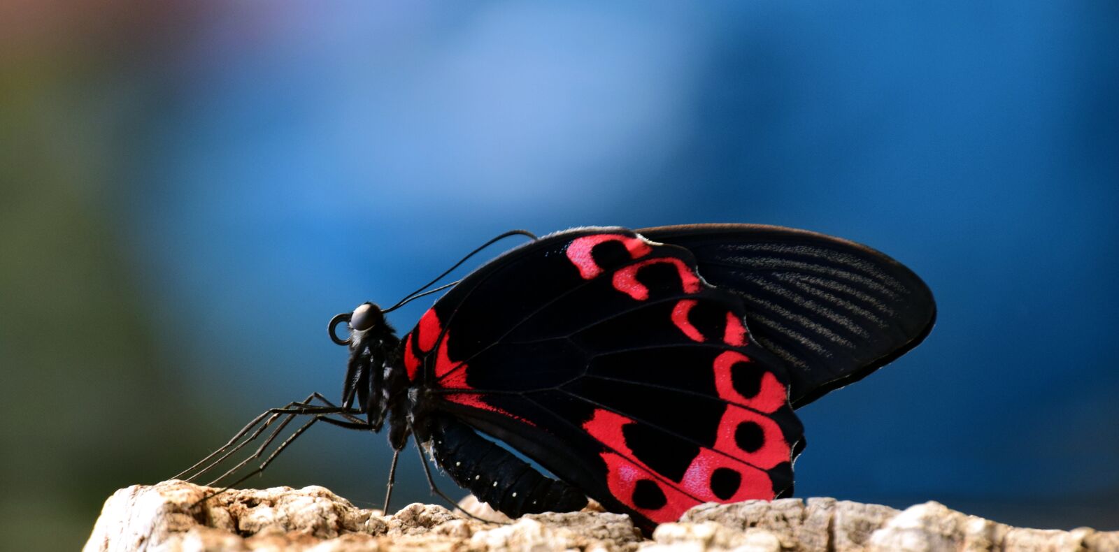Nikon D3300 sample photo. Butterfly, tropical, wing photography