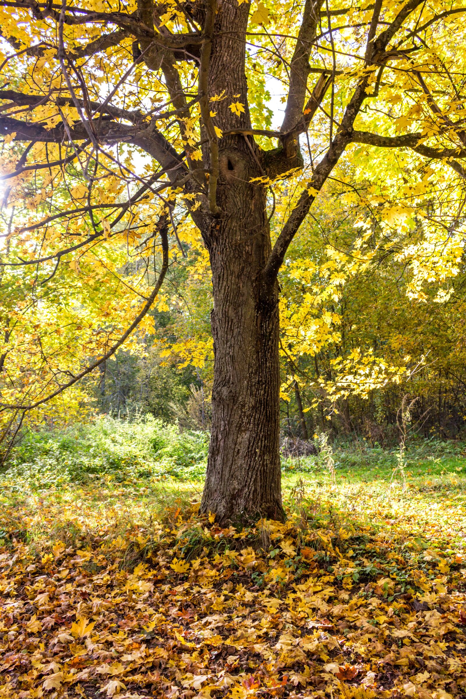 Canon EOS 100D (EOS Rebel SL1 / EOS Kiss X7) sample photo. Autumn, yellow, leaves photography