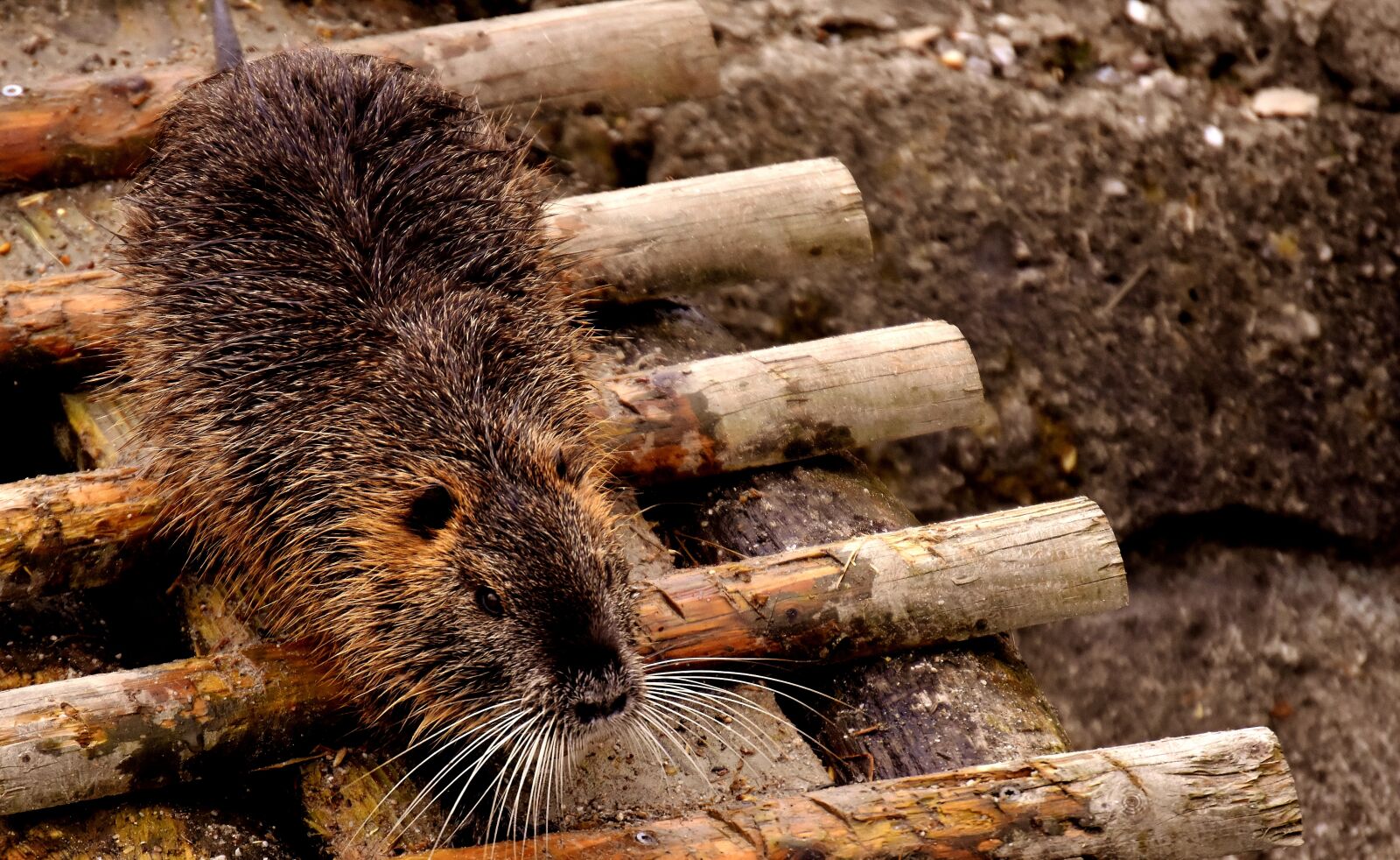 Nikon D7200 sample photo. Nutria, water rat, water photography