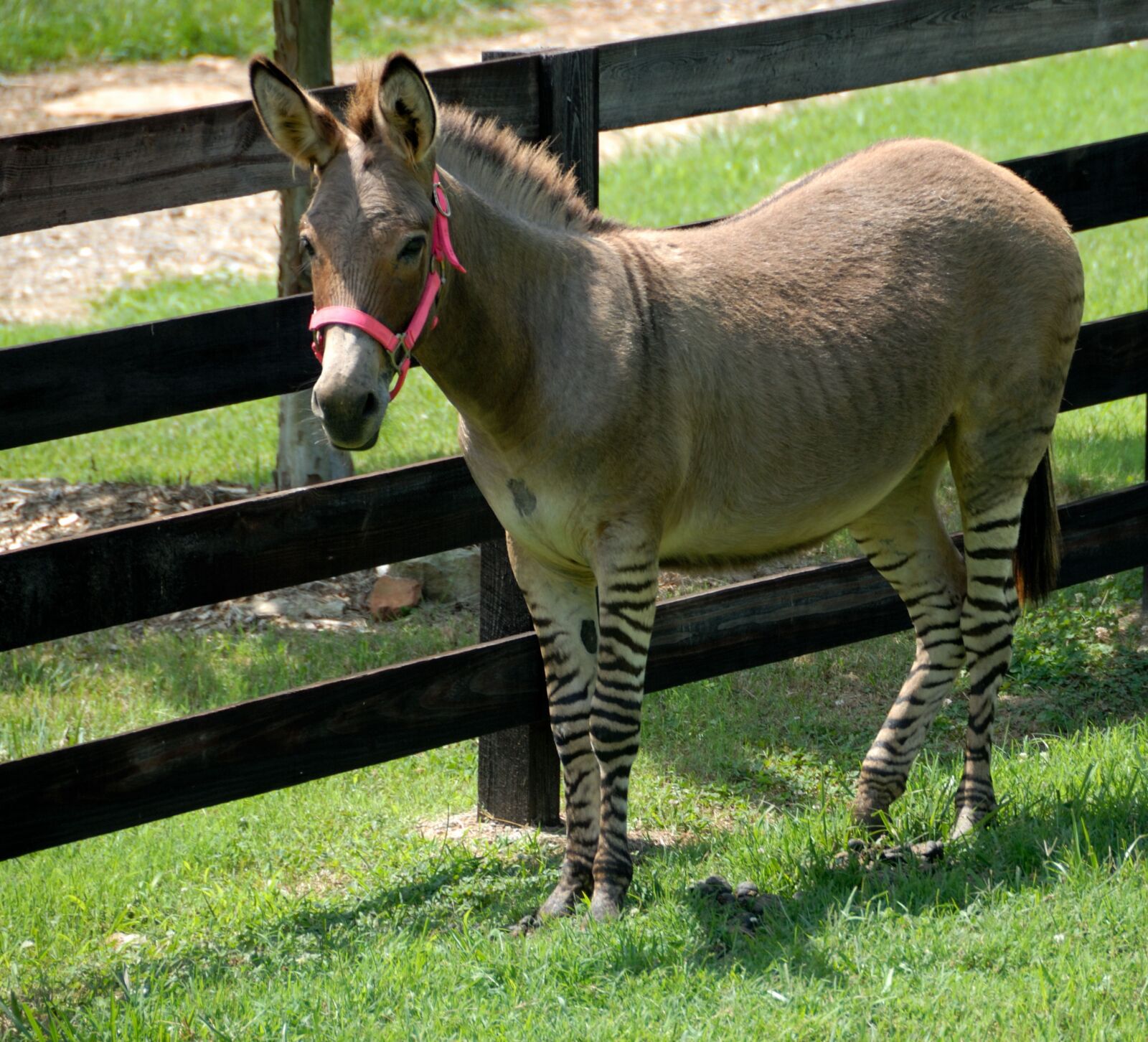 Nikon D200 sample photo. Donkey, zonkey, mixed breed photography