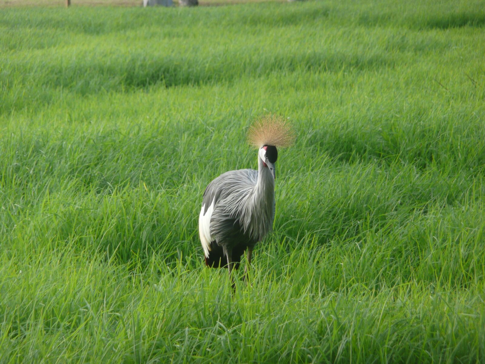 Panasonic DMC-TZ3 sample photo. Lawn, nature, field photography