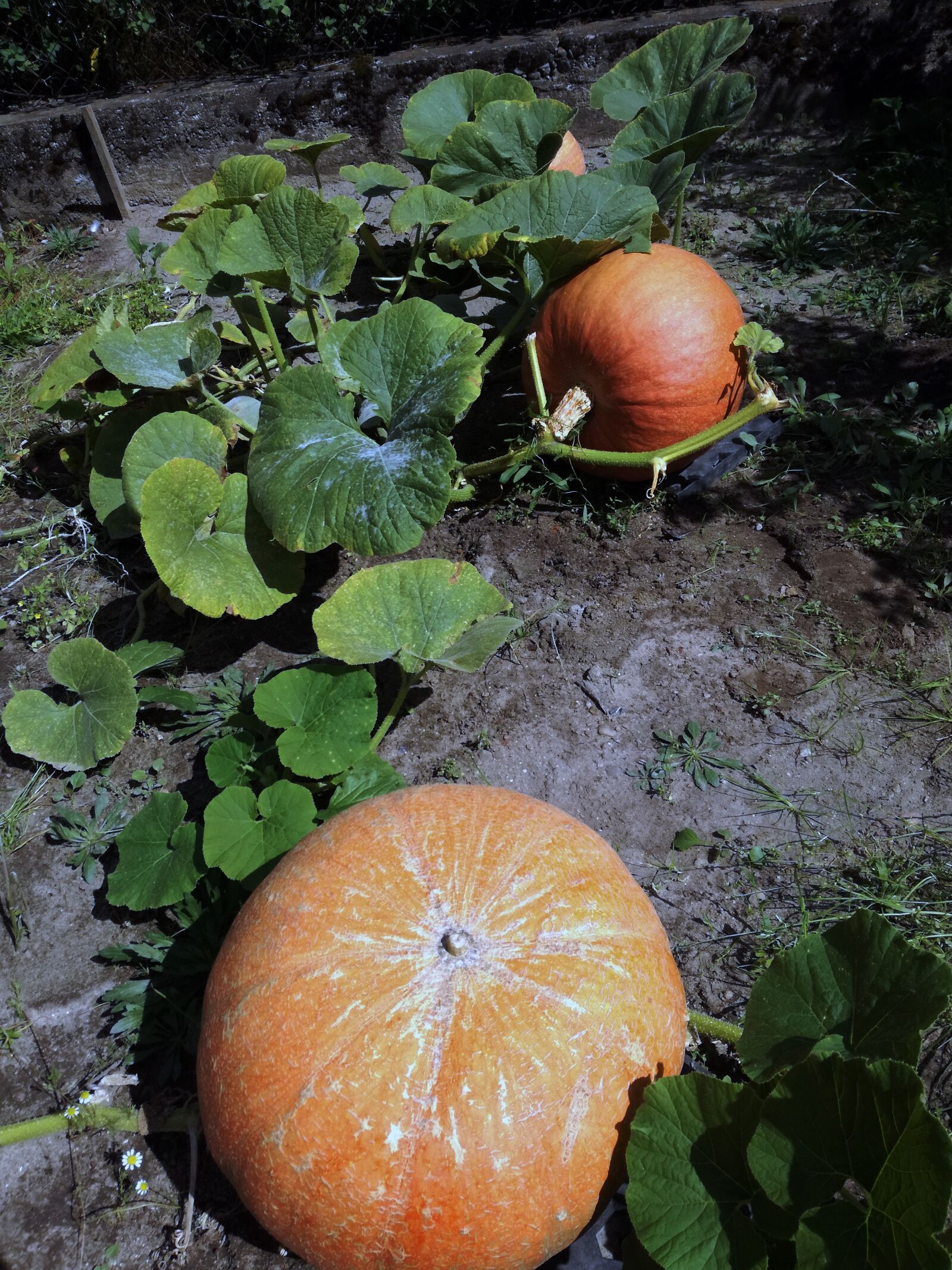 HUAWEI P9 LITE sample photo. Dynia, jesień, pumpkin photography