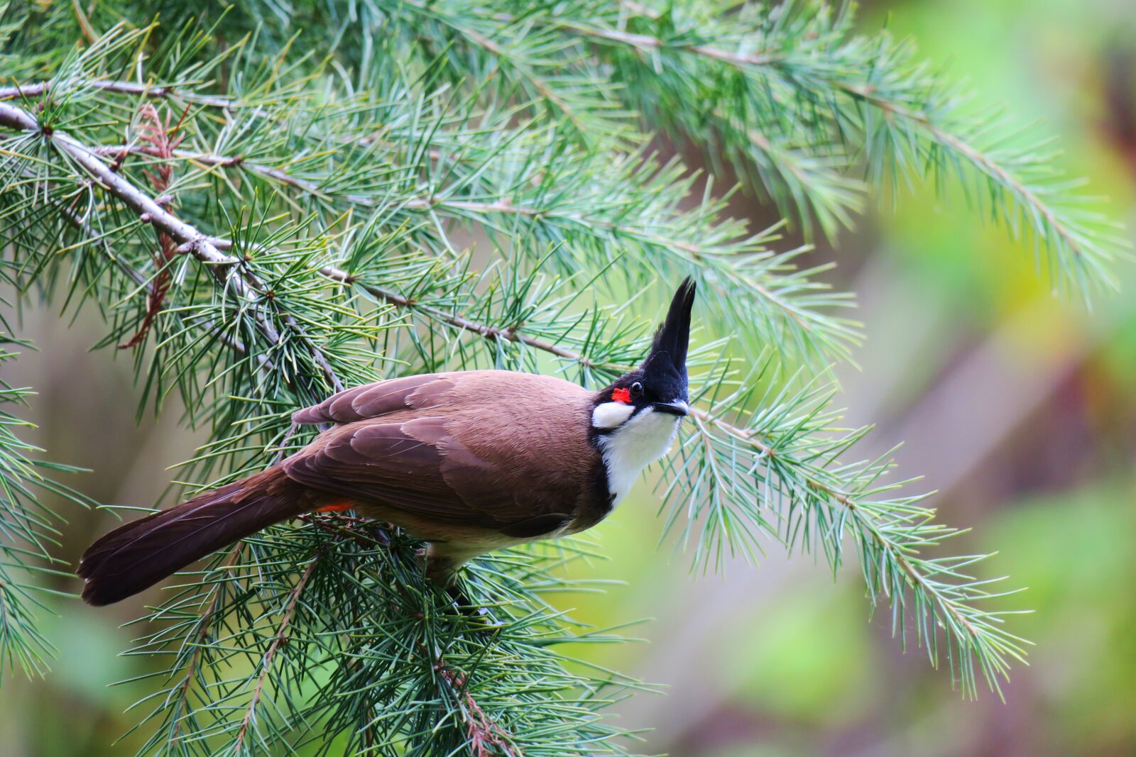Canon PowerShot G3 X sample photo. 红耳鹎, bird, wildlife photography