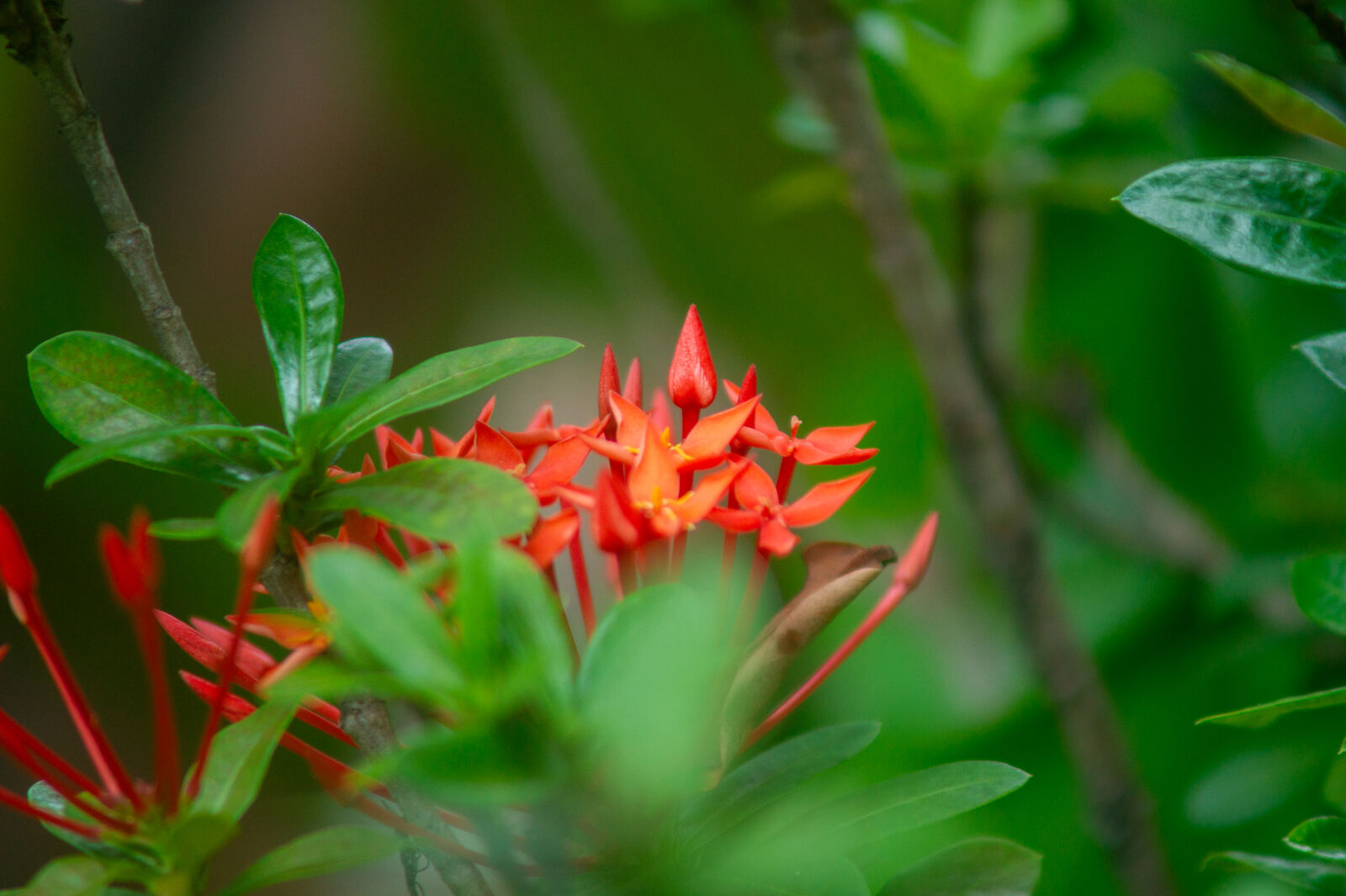 Sony Alpha DSLR-A550 sample photo