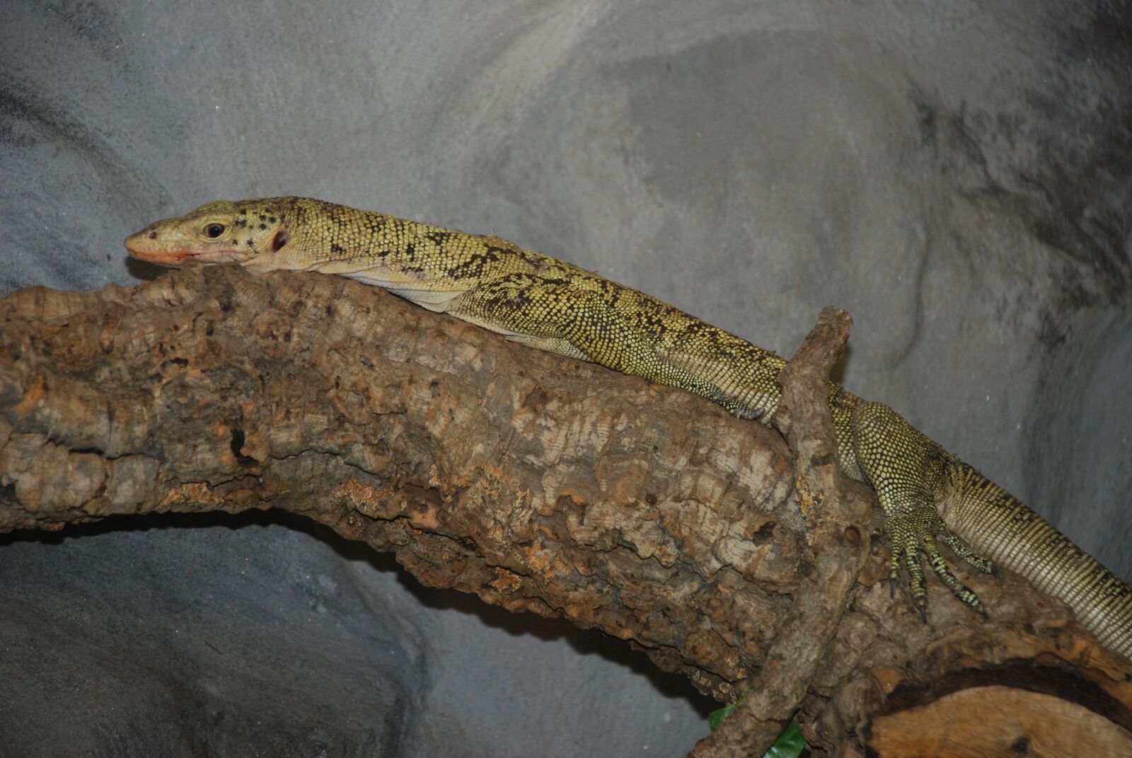 Nikon D80 sample photo. Terrarium, lizard, reptile photography