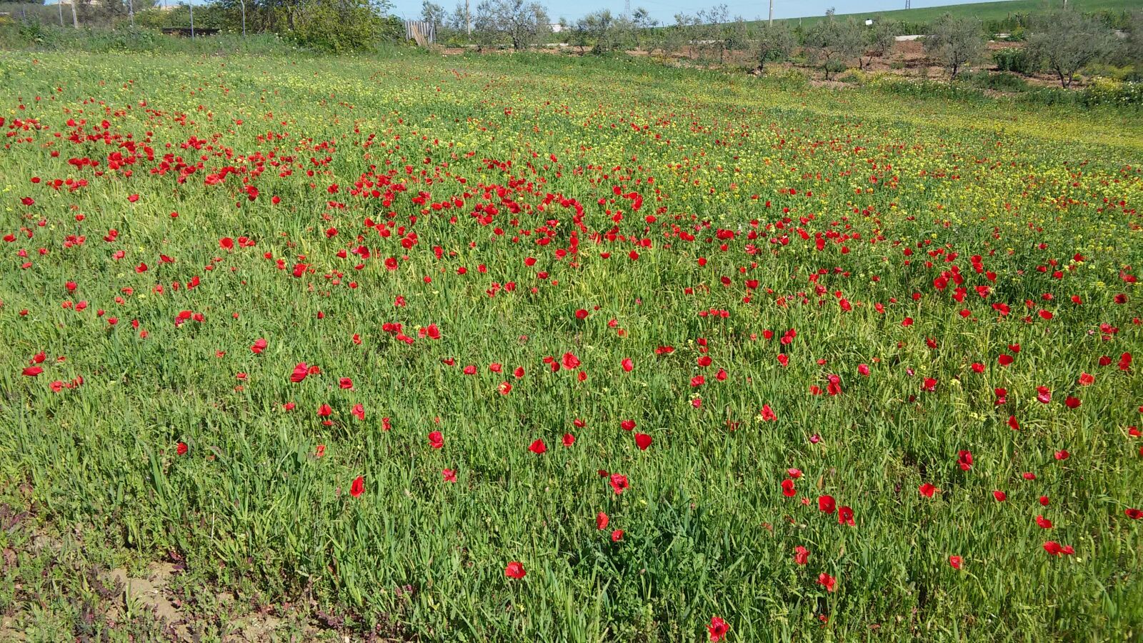 LG G3 S sample photo. Poppies, field, flowers photography