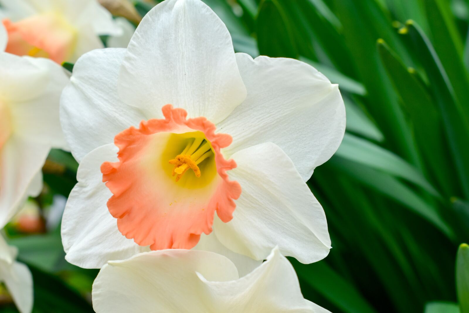Nikon D5600 sample photo. Closeup, color, colorful photography