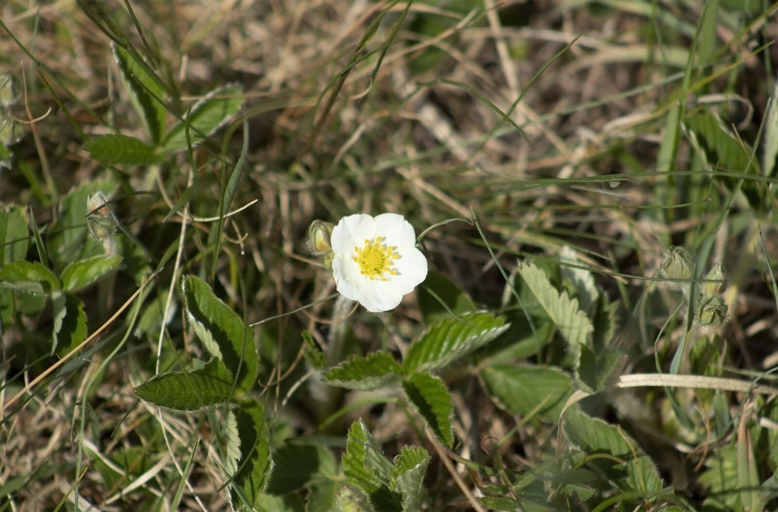 Canon EF75-300mm f/4-5.6 sample photo. Strawberry, field, flower photography
