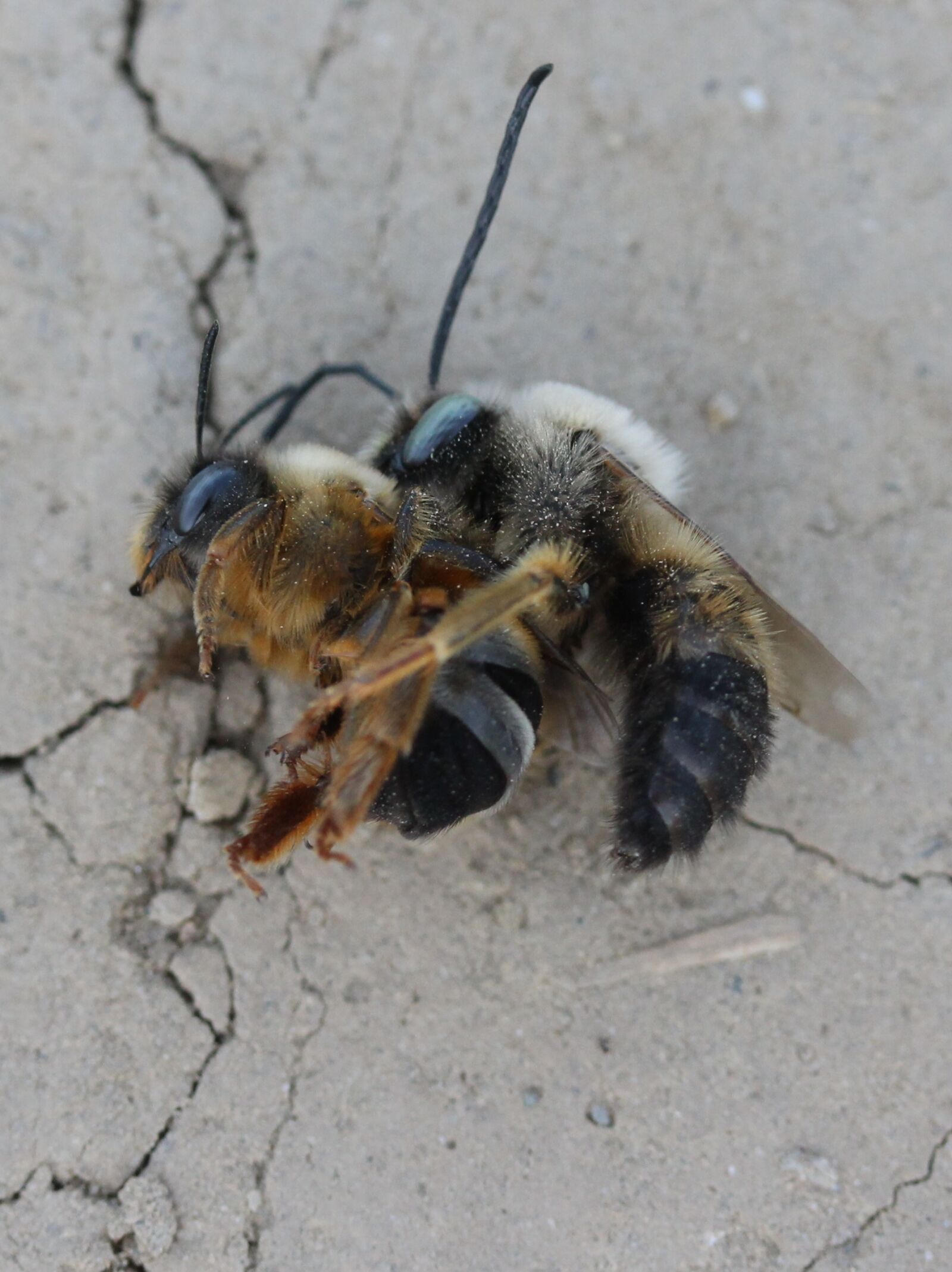 Canon EF-S 60mm F2.8 Macro USM sample photo. Bee, struggle, insecta photography