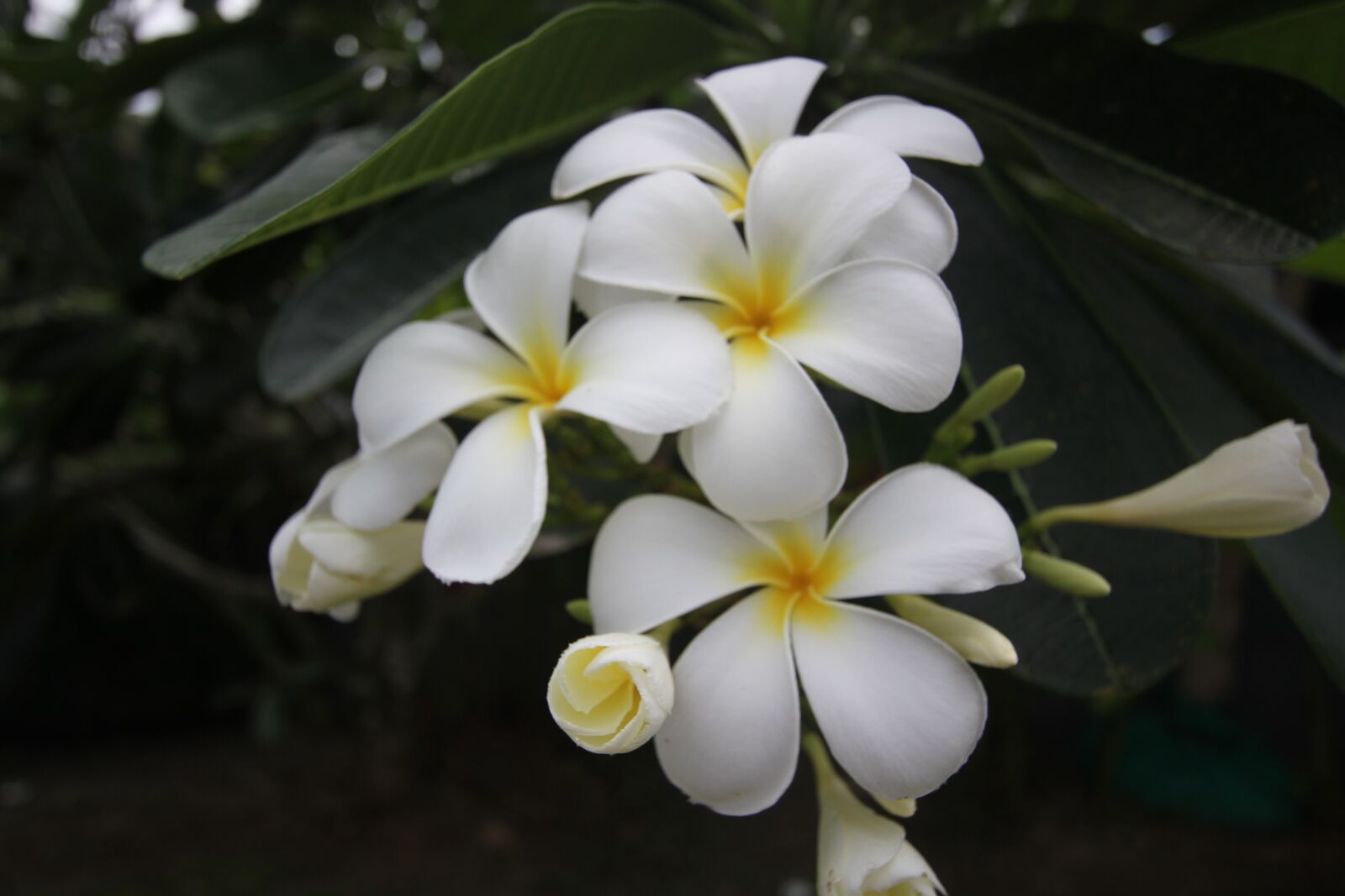 Canon EOS 550D (EOS Rebel T2i / EOS Kiss X4) sample photo. Flower, phuket, thailand photography