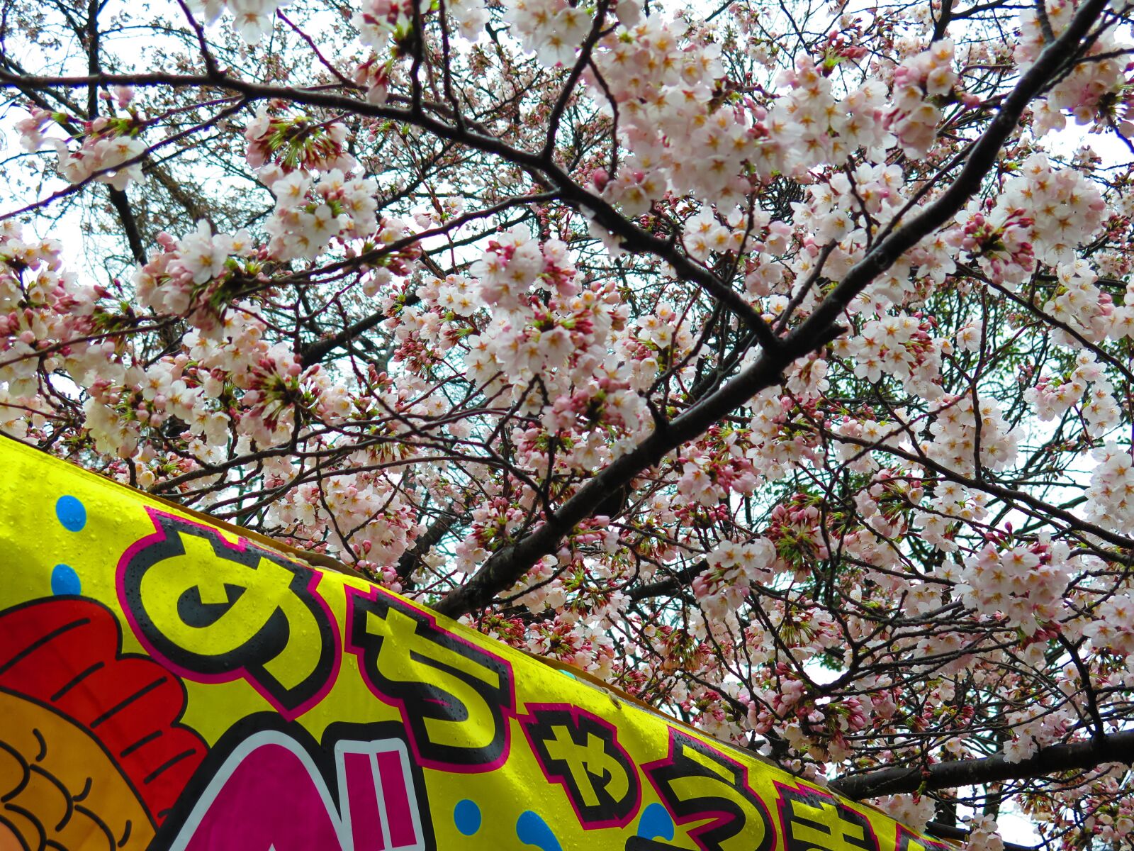 Canon PowerShot G16 sample photo. Japan, cherry blossom season photography