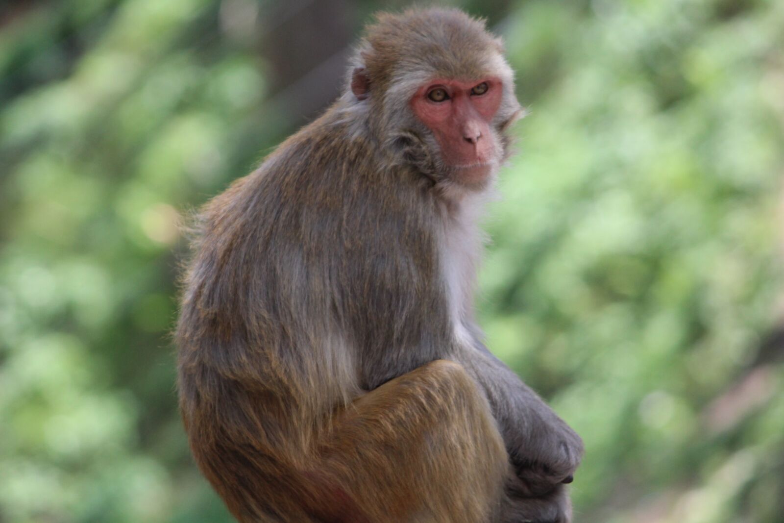 Canon EOS 1200D (EOS Rebel T5 / EOS Kiss X70 / EOS Hi) sample photo. Monkey, macaca, himalayan monkey photography