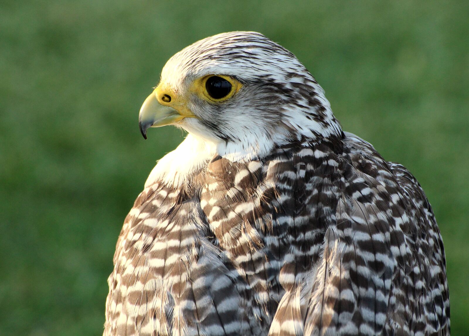 Canon EOS 1200D (EOS Rebel T5 / EOS Kiss X70 / EOS Hi) sample photo. Ave, bird of prey photography