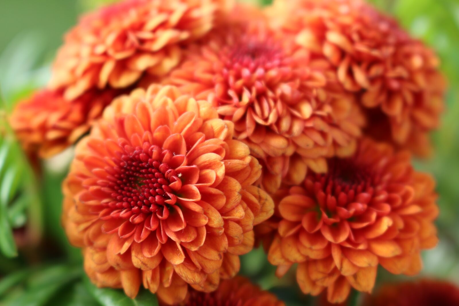 Canon EOS 70D sample photo. Chlysanthemum, flowers, orange photography