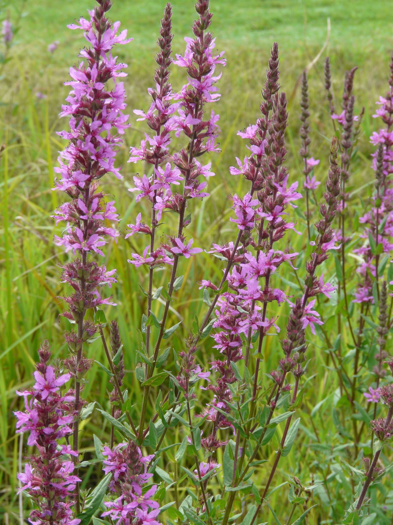 Panasonic DMC-FZ18 sample photo. Purple loosestrife, flower, flora photography