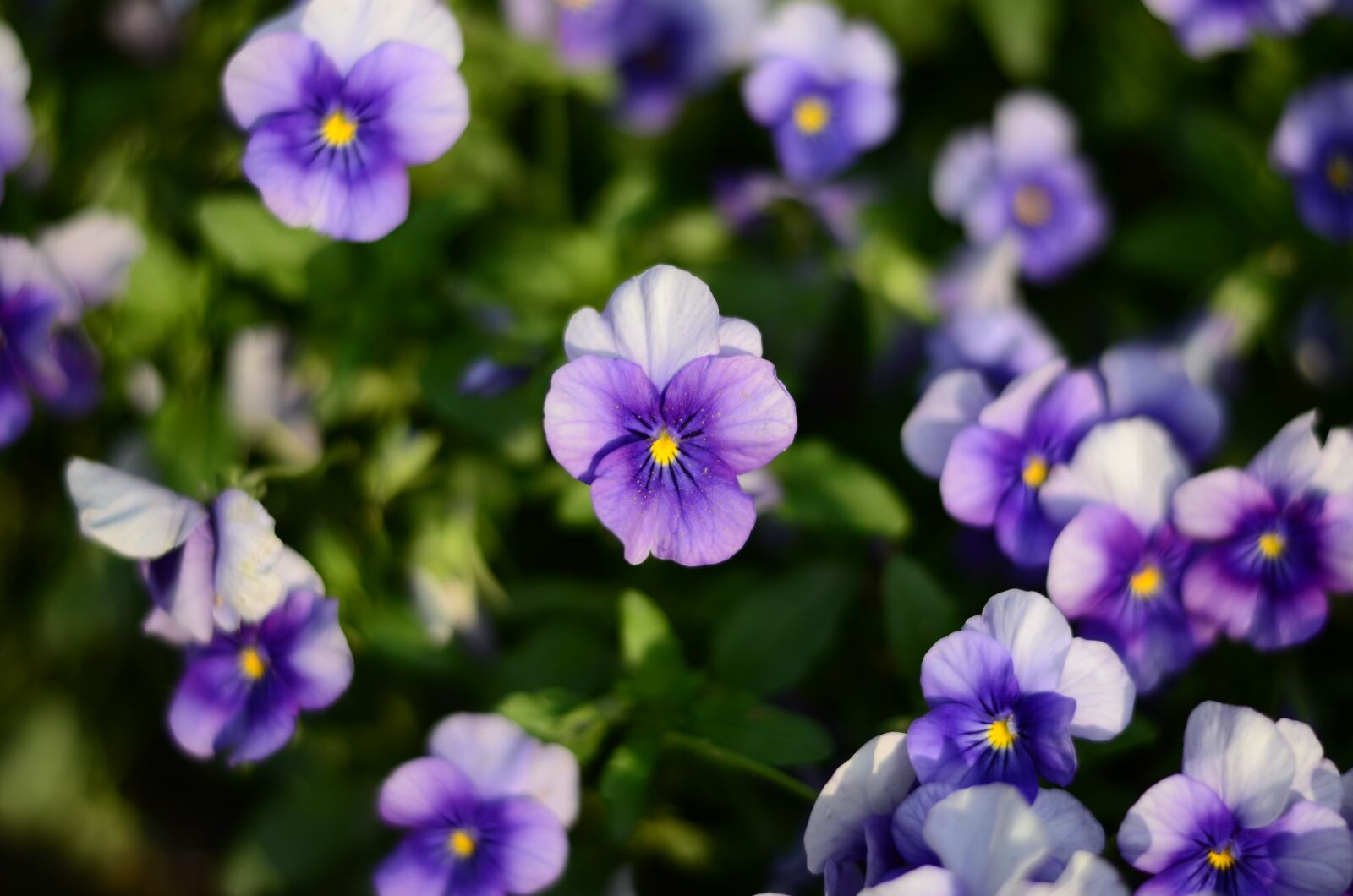 Nikon D5100 sample photo. Purple flower, flower, plant photography