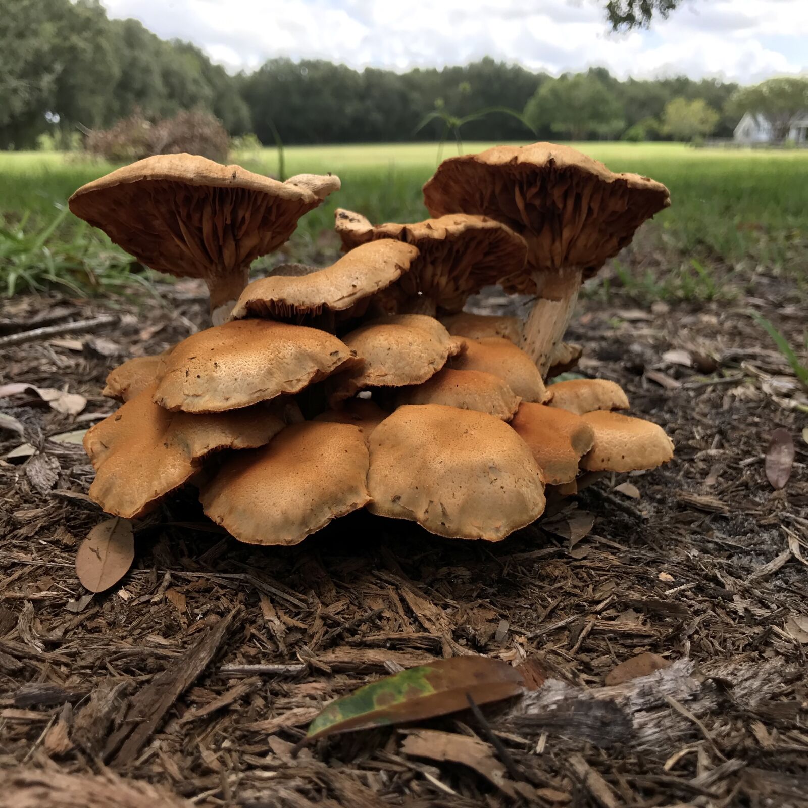 iPhone 7 Plus back dual camera 3.99mm f/1.8 sample photo. Mushroom, cluster of mushrooms photography