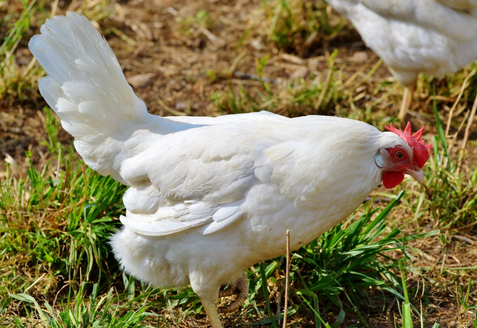 Nikon D3200 sample photo. Chicken, hen, poultry photography