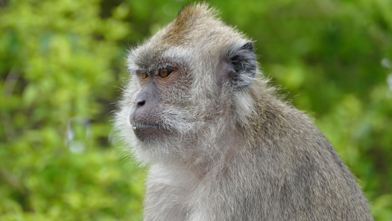Panasonic Lumix DMC-FZ1000 sample photo. Monkey, ape, mauritius photography