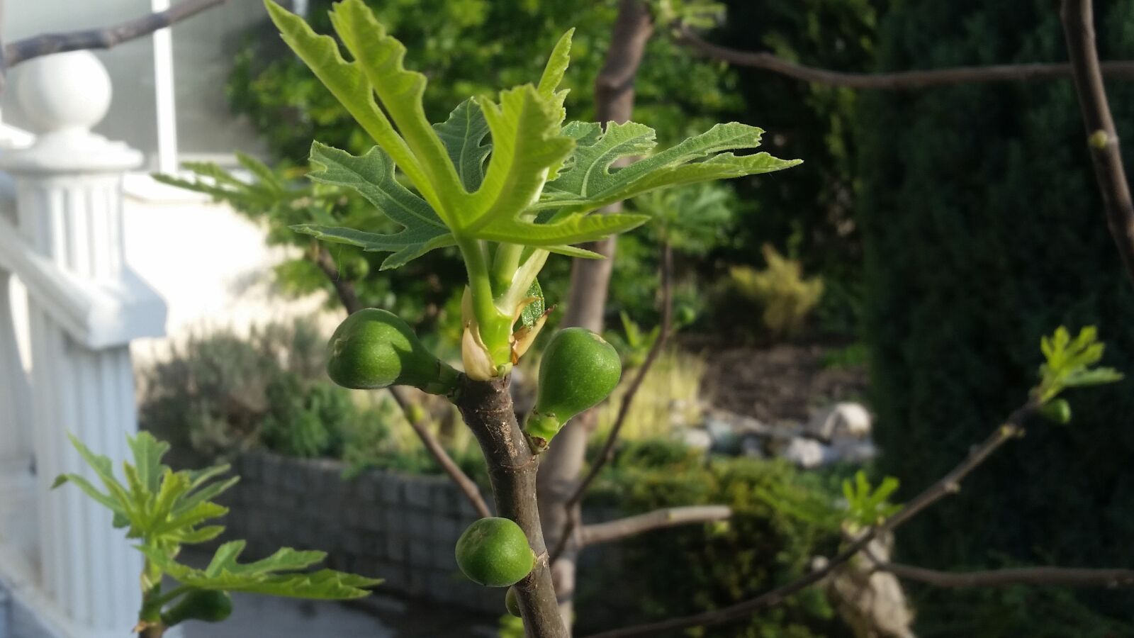 Samsung Galaxy S5 sample photo. Fruit, fig, garden photography