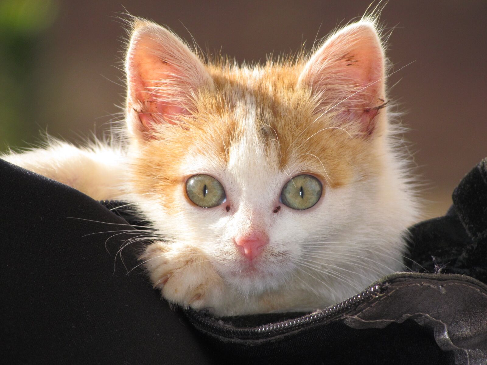 Canon PowerShot SX30 IS sample photo. Cat, feline, animal photography