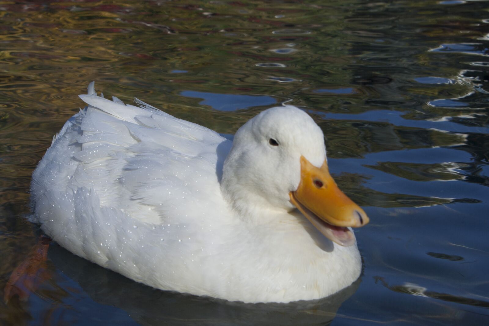 Canon EOS 350D (EOS Digital Rebel XT / EOS Kiss Digital N) sample photo. Duck, white, ave photography