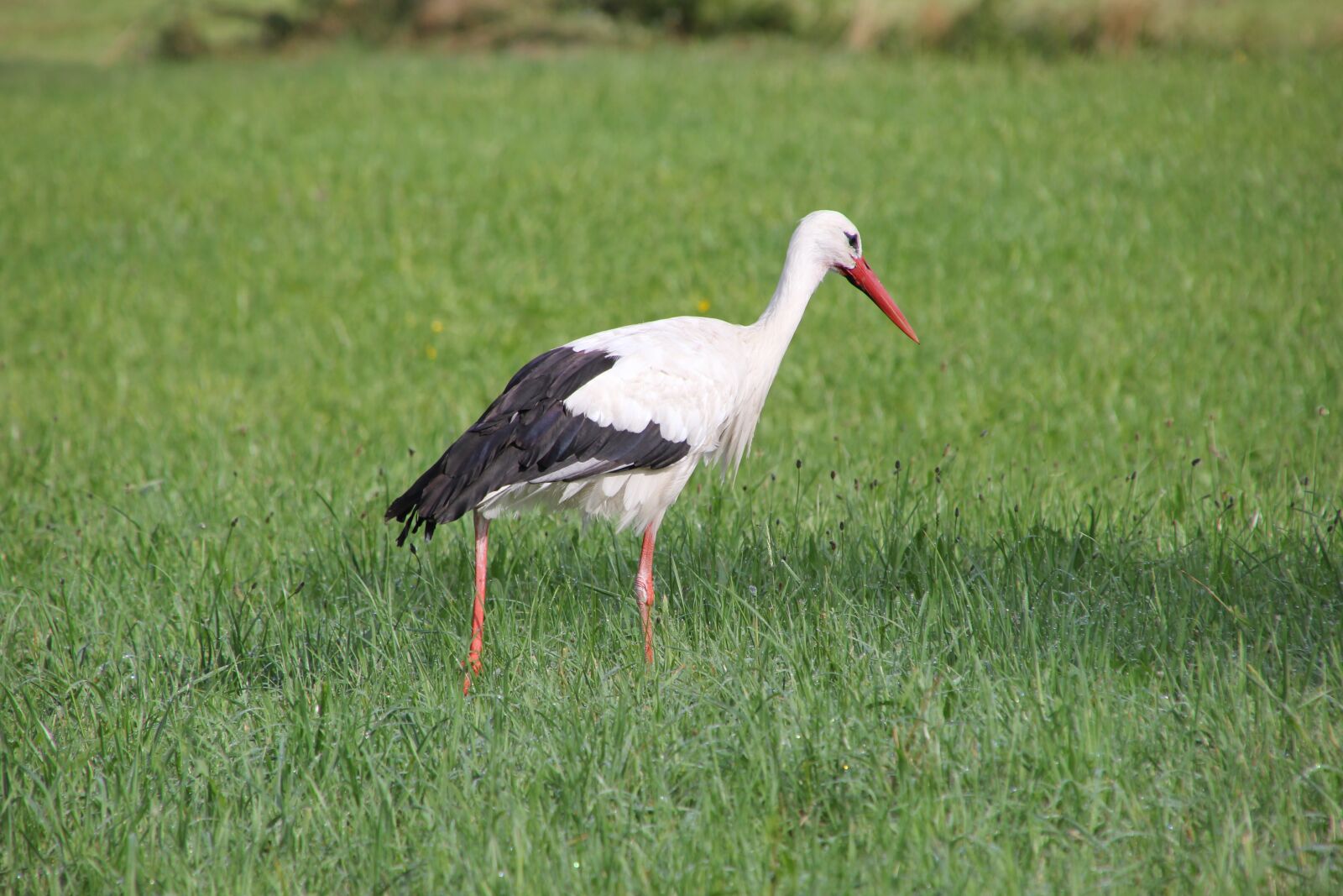 Canon EOS 60D sample photo. Nature, animals, birds photography