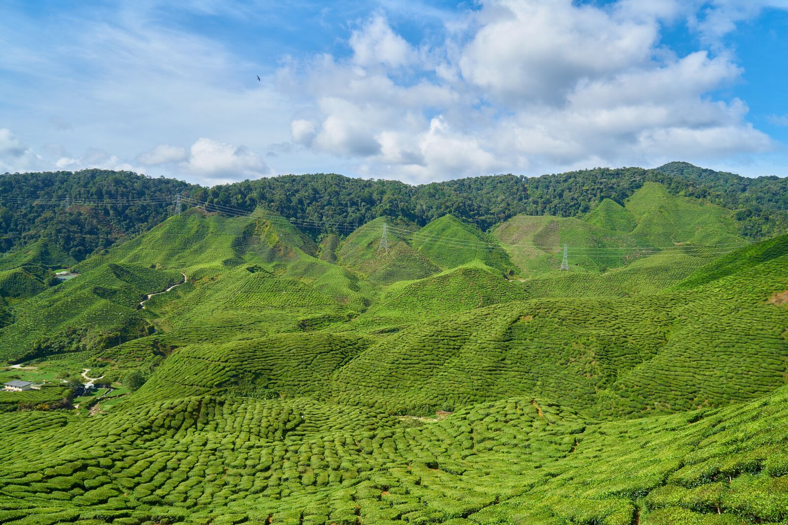 Sony a7R II sample photo. Tea, plant, green photography