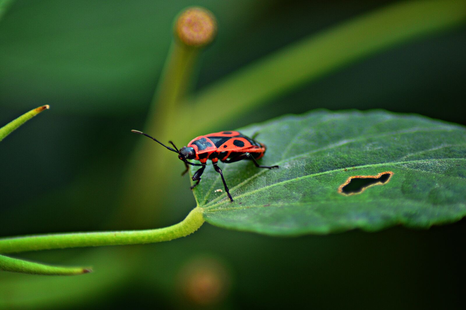 Nikon D3200 sample photo. Beetle, a cobbler bug photography