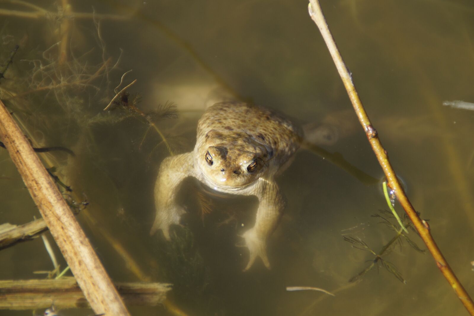 Sony SLT-A58 sample photo. Nature, animal world, animal photography
