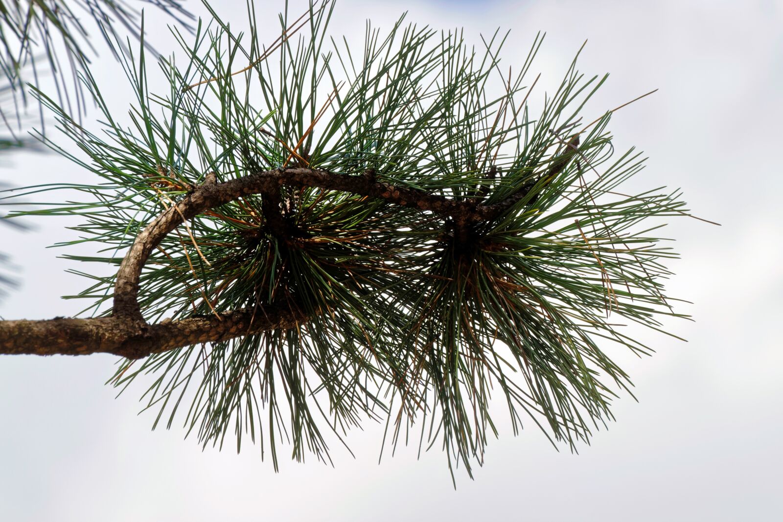 Nikon D5300 sample photo. Branch, conifer, leaves photography
