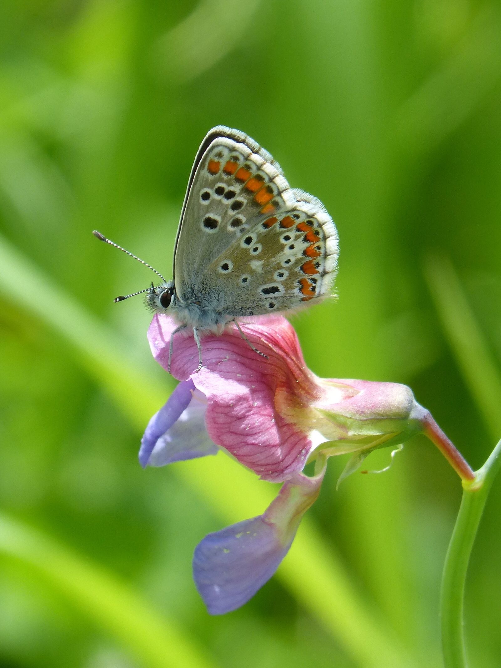 Panasonic DMC-FZ62 sample photo. Butterfly, aricia cramera, brunette photography