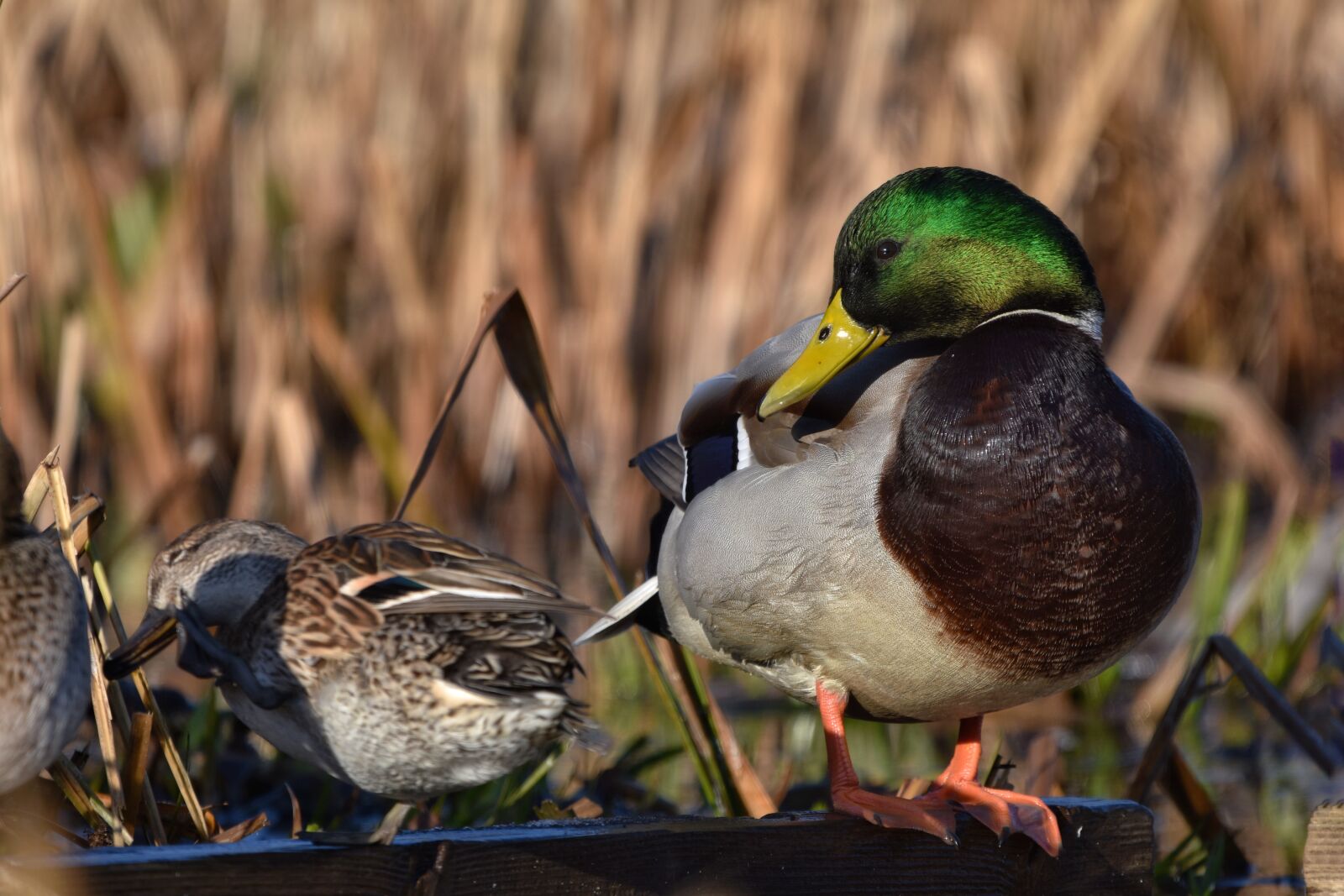 Nikon D7200 sample photo. Animal, pond, bird photography